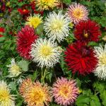 Bulbes à fleurs à planter au printemps - Dahlia Cactus nain en Mélange (x4) - face recto